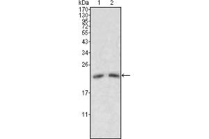 Western blot analysis using ApoM antibody against human serum (1, 2).
