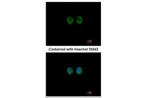 ICC/IF Image Immunofluorescence analysis of methanol-fixed A549, using RAGE, antibody at 1:100 dilution. (MOK antibody)