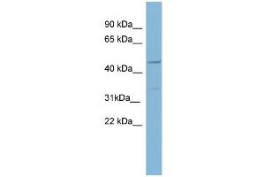 WB Suggested Anti-MATN1  Antibody Titration: 0. (MATN1 antibody  (Middle Region))