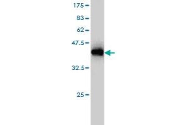 Golgin A7 antibody  (AA 1-137)