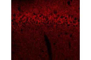 Indirect immunostaining of a rat hippocampus section fixed with 4 % PFA and 15 % picric acid (dilution 1 : 500). (GABRB1 antibody  (AA 342-430))