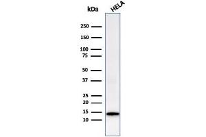 Western Blot Analysis of HeLa cell lysate using Galectin-1 Monospecific Recombinant Rabbit Monoclonal Antibody (GAL1/2499R). (Recombinant LGALS1/Galectin 1 antibody  (AA 12-108))