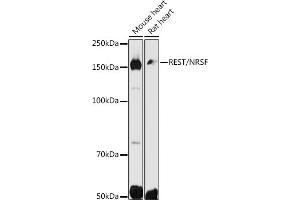 Western blot analysis of extracts of various cell lines, using REST/NRSF antibody (ABIN6133458, ABIN6146870, ABIN6146872 and ABIN6222980) at 1:500 dilution.