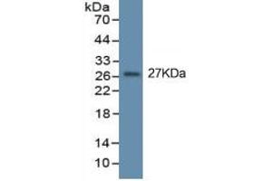 Mouse Capture antibody from the kit in WB with Positive Control: Eukaryotic TNFa protein. (TNF alpha ELISA Kit)