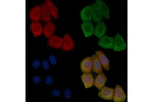 ABIN7096269 and ABIN7100331 staining Hela cells(45 min of heat-shock treatment) by IF/ICC. (SHCBP1L antibody)