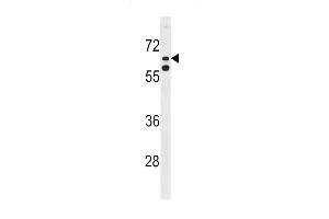 KLHL38 Antibody (N-term) (ABIN1539592 and ABIN2848515) western blot analysis in Hela cell line lysates (35 μg/lane). (KLHL38 antibody  (N-Term))