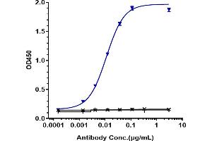 Immobilized human FRa His at 2 μg/mL can bind Anti-FOLR1 / FRA Reference Antibody (mirvetuximab), EC50=0. (Recombinant FOLR1 (Mirvetuximab Biosimilar) antibody)
