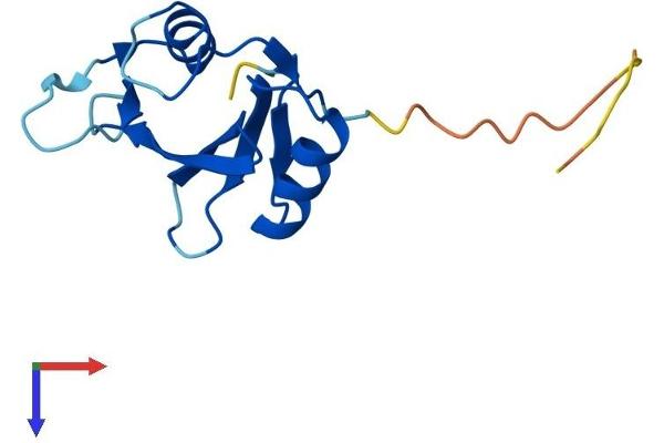 SH2D1A Protein (AA 1-128) (His tag)