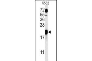 Western blot analysis of GAGE7 Antibody (C-term) (ABIN653712 and ABIN2843026) in K562 cell line lysates (35 μg/lane). (G Antigen 7 antibody  (C-Term))