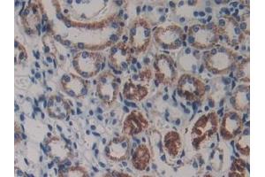 Detection of LAMb3 in Mouse Kidney Tissue using Polyclonal Antibody to Laminin Beta 3 (LAMb3) (Laminin beta 3 antibody  (AA 367-568))