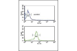 MSRA Antibody (N-term) (ABIN391489 and ABIN2841456) flow cytometric analysis of MDA-M cells (bottom histogram) compared to a negative control cell (top histogram). (MSRA antibody  (N-Term))