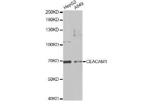 Western blot analysis of extracts of various cell lines, using CEACAM1 antibody (ABIN5970851) at 1/1000 dilution. (CEACAM1 antibody)