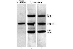 Mouse IP / Western Blot: Caspase 7 was immunoprecipitated from 0. (Fluorescent TrueBlot®: Anti-Mouse Ig DyLight™ 800)