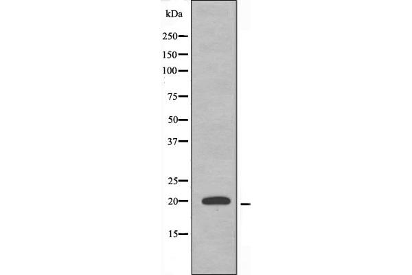 MRPL54 Antikörper  (Internal Region)