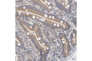 Immunohistochemical staining of human duodenum with FLJ22374 polyclonal antibody  shows moderate cytoplasmic positivity in glandular cells at 1:50-1:200 dilution. (FAM188B antibody)