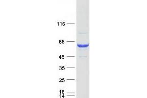 Validation with Western Blot (Syntrophin gamma 1 Protein (Myc-DYKDDDDK Tag))