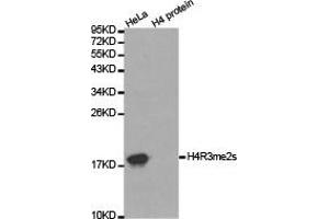 Western blot analysis of extracts of HeLa cell line and H4 protein expressed in E. (Histone 3 antibody  (2meArg3))