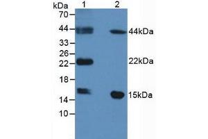 Figure. (FABP9 antibody  (AA 1-132))