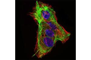 Immunofluorescence (IF) image for anti-Synaptonemal Complex Protein 3 (SYCP3) (AA 27-128) antibody (ABIN1724891)