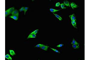 Immunofluorescent analysis of Hela cells using ABIN7151743 at dilution of 1:100 and Alexa Fluor 488-congugated AffiniPure Goat Anti-Rabbit IgG(H+L) (LIPG antibody  (AA 360-500))