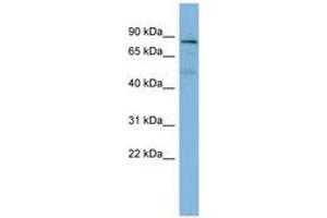 Image no. 1 for anti-Protein Tyrosine Phosphatase G1 (PTPN12) (AA 323-372) antibody (ABIN6741770) (PTPN12 antibody  (AA 323-372))