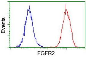 Flow cytometric Analysis of Hela cells, using anti-FGFR2 antibody (ABIN2454529), (Red), compared to a nonspecific negative control antibody, (Blue). (FGFR2 antibody)