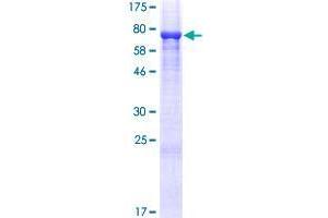 C9orf156 Protein (AA 1-441) (GST tag)