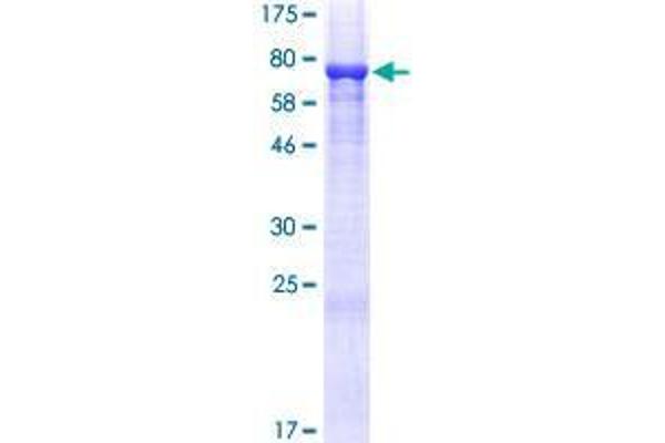 C9orf156 Protein (AA 1-441) (GST tag)