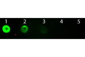 Dot Blot of Goat anti-Bovine IgG Fab2 Antibody Fluorescein Conjugated. (Goat anti-Cow IgG (F(ab')2 Region) Antibody (FITC) - Preadsorbed)