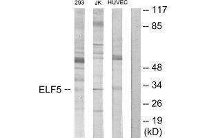 Western Blotting (WB) image for anti-E74-Like Factor 5 (Ets Domain Transcription Factor) (ELF5) (C-Term) antibody (ABIN1850076)