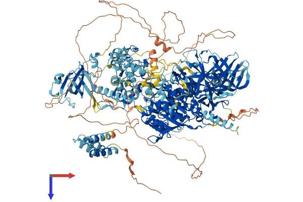 DNMT1 Protein (AA 1-1620) (His tag)