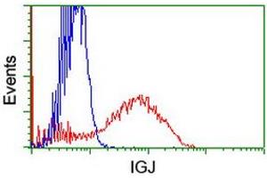 HEK293T cells transfected with either RC207932 overexpress plasmid (Red) or empty vector control plasmid (Blue) were immunostained by anti-IGJ antibody (ABIN2455473), and then analyzed by flow cytometry. (IGJ antibody)