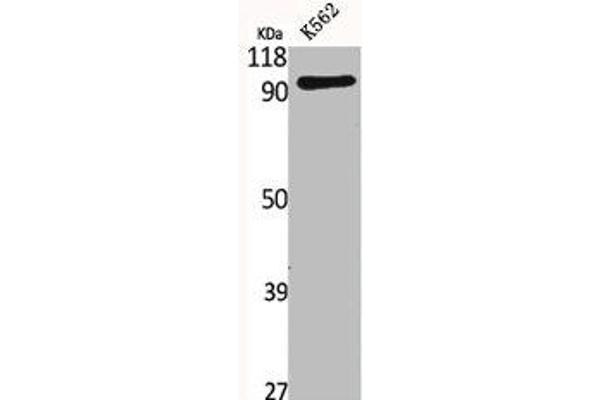 SLC4A11 antibody  (Internal Region)