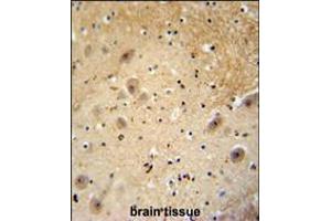 WDSOF1 antibody immunohistochemistry analysis in formalin fixed and paraffin embedded human brain tissue followed by peroxidase conjugation of the secondary antibody and DAB staining. (DCAF13 antibody  (C-Term))