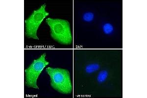 Immunofluorescence (IF) image for anti-Heat Shock Protein 90kDa beta (Grp94), Member 1 (HSP90B1) (Internal Region) antibody (ABIN185655)