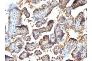Immunohistochemical staining (Formalin-fixed paraffin-embedded sections) of human placenta with LGALS13 monoclonal antibody, clone PP13/1164 . (LGALS13 antibody  (AA 23-134))