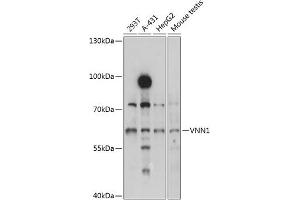 Western blot analysis of extracts of various cell lines, using VNN1 antibody (ABIN1683272, ABIN3017737, ABIN3017738 and ABIN6220225) at 1:3000 dilution. (VNN1 antibody  (AA 300-415))