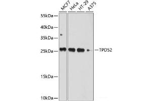 Western blot analysis of extracts of various cell lines using TPD52 Polyclonal Antibody at dilution of 1:1000. (TPD52 antibody)
