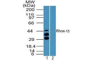 Image no. 1 for anti-Reproductive Homeobox 13 (RHOX13) (AA 1-50) antibody (ABIN960326) (Rhox13 antibody  (AA 1-50))