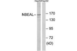 Western blot analysis of extracts from HepG2 cells, using NBEAL1 Antibody. (NBEAL1 antibody  (AA 566-615))