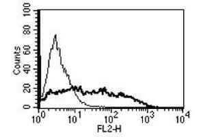 Image no. 1 for anti-Tumor Necrosis Factor Receptor Superfamily, Member 17 (TNFRSF17) antibody (ABIN187294) (BCMA antibody)