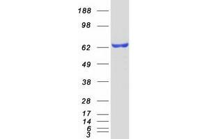 Validation with Western Blot (Estrogen Receptor alpha Protein (Transcript Variant 1) (Myc-DYKDDDDK Tag))