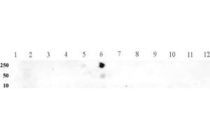 Histone H3 monomethyl Lys9 pAb tested by dot blot analysis. (Histone 3 antibody  (H3K9me))