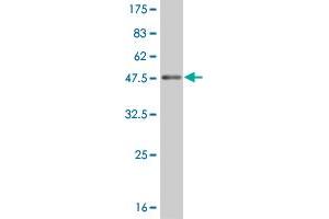 Western Blot detection against Immunogen (37.