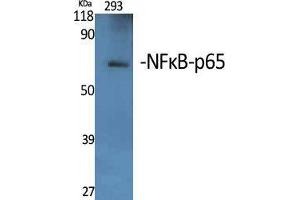 Western Blot (WB) analysis of specific cells using NFkappaB-p65 Polyclonal Antibody. (NF-kB p65 antibody  (Thr74))