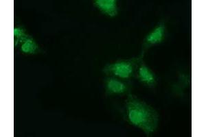 Anti-GSTT2 mouse monoclonal antibody (ABIN2453093) immunofluorescent staining of COS7 cells transiently transfected by pCMV6-ENTRY GSTT2 (RC200040). (GSTT2 antibody)