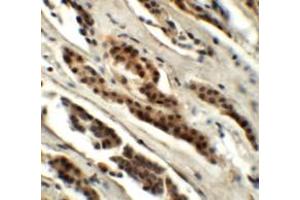 Immunohistochemistry (IHC) image for anti-Glutaminase 2 (Liver, Mitochondrial) (GLS2) (C-Term) antibody (ABIN1030414) (GLS2 antibody  (C-Term))