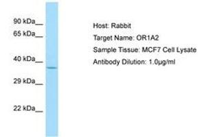 Image no. 1 for anti-Olfactory Receptor, Family 1, Subfamily A, Member 2 (OR1A2) (C-Term) antibody (ABIN6749900) (OR1A2 antibody  (C-Term))
