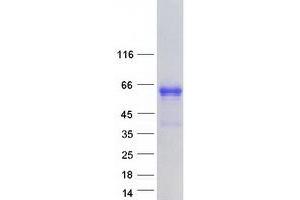 Western Blotting (WB) image for Early B-Cell Factor 2 (EBF2) protein (Myc-DYKDDDDK Tag) (ABIN2719906)