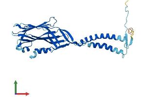Protein Structure (PS) image for Transmembrane Protein 231 (TMEM231) (AA 1-315) protein (His tag) (ABIN7557133)